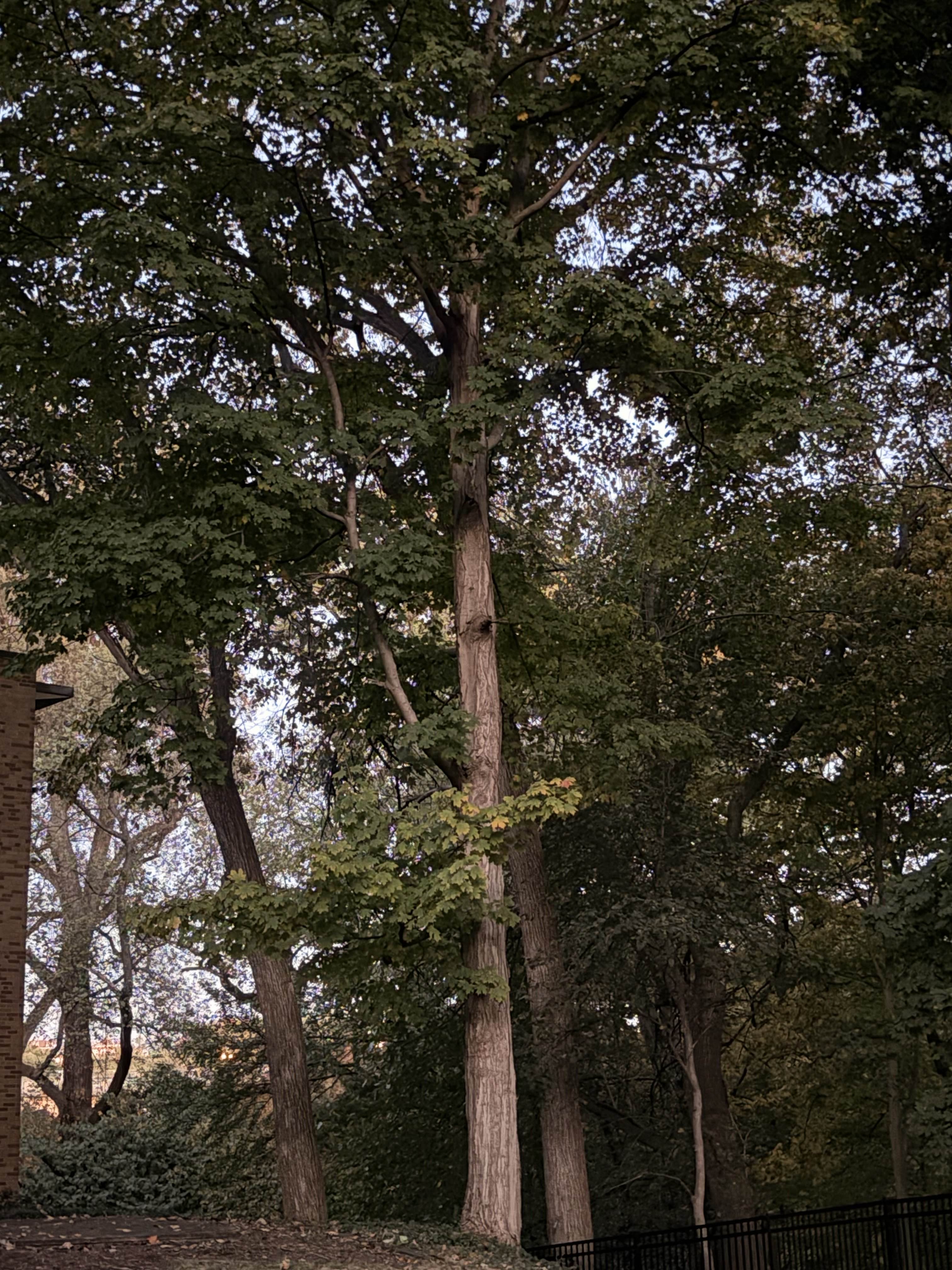 Photo - Tree