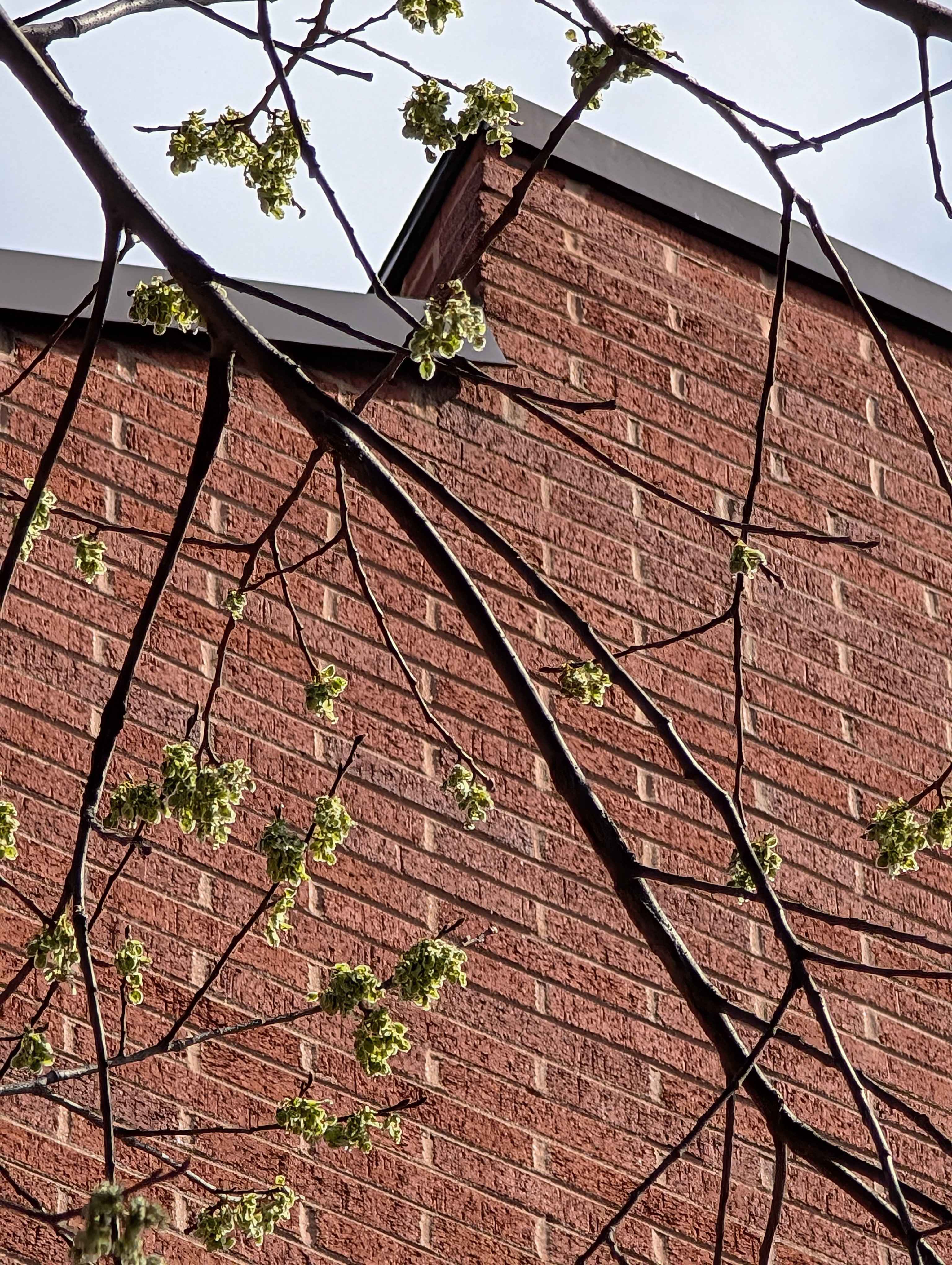 Photo - Tallest Building in Sightline